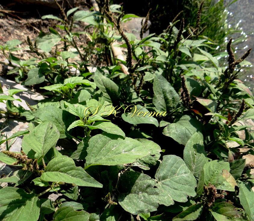 Plant
